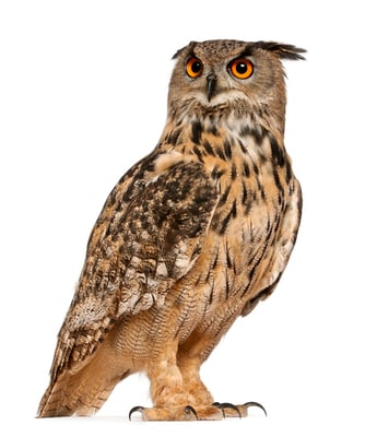Phar owl