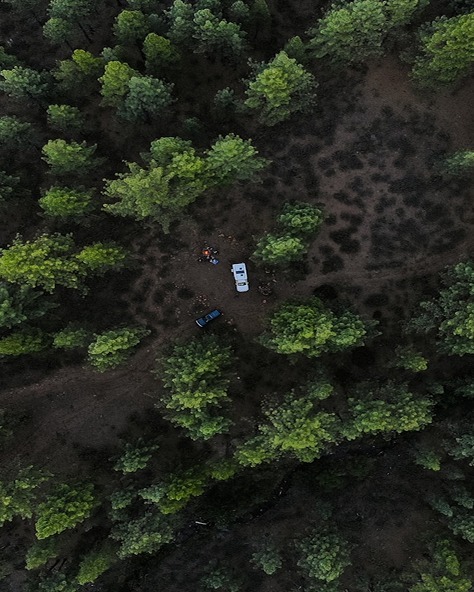 forest Bonne