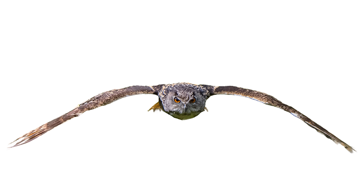 owl-fly